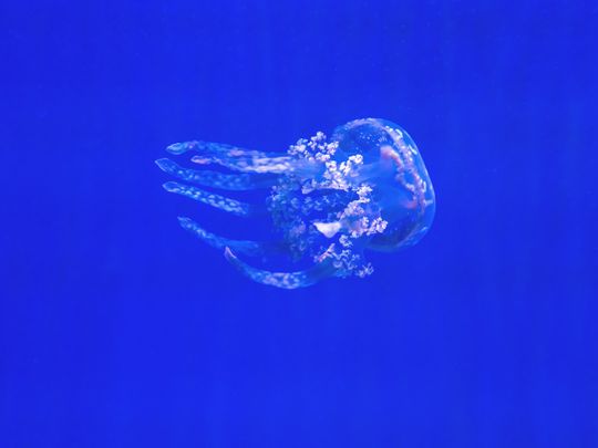 Jellyfish, generic