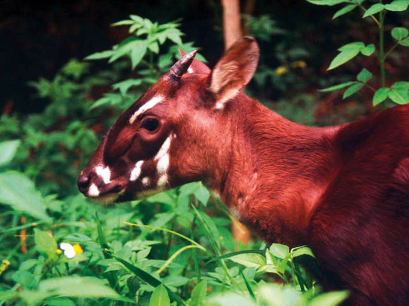 NAT-Saola1-(Read-Only)