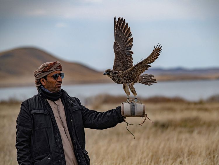 65 Falcons Released Into The Wild Environment Gulf News