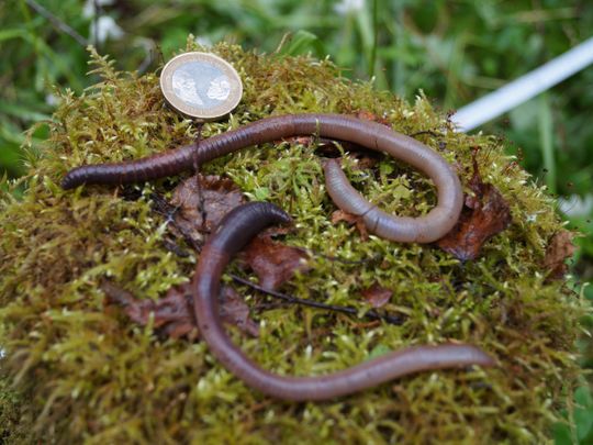 SCI EARTHWORMS CLIMATE-0-1559548356430