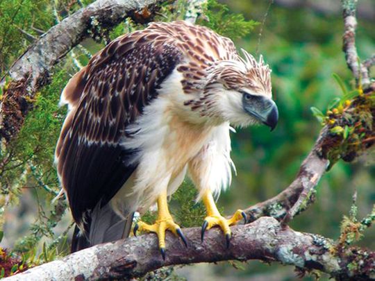 Manila urges support for other nations for conservation of Philippine eagle