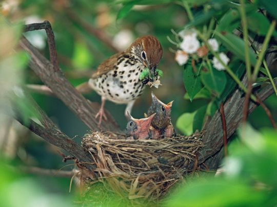OPN 190607 Birds in nest-1559903329871