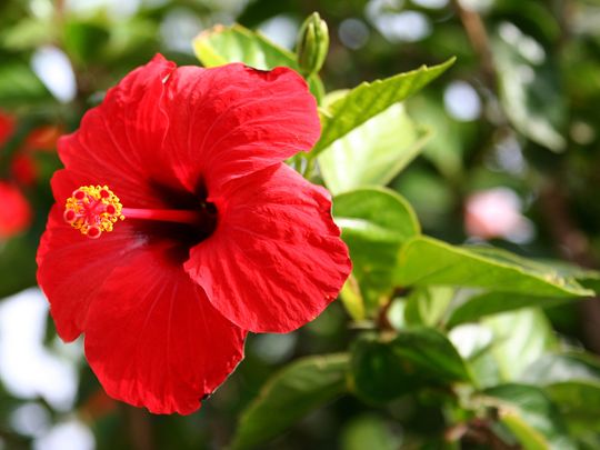 OPN A hibiscus-1560592725516