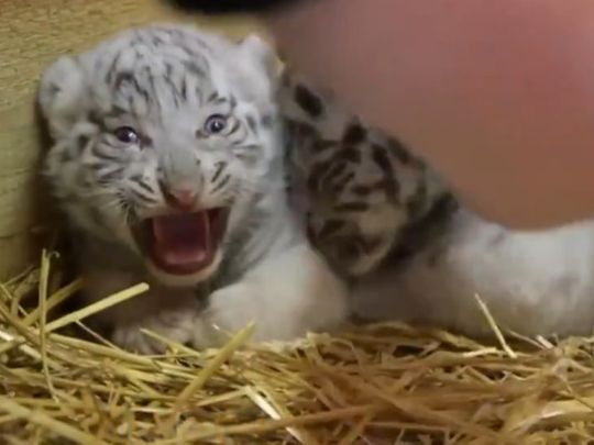 White tiger cubs born at Austrian zoo