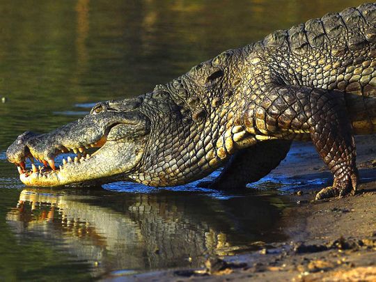 190628 crocodiles
