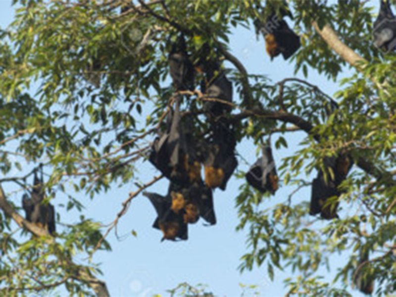 opn Bats hanging from trees-1561891297764