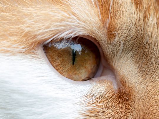 cat eye generic