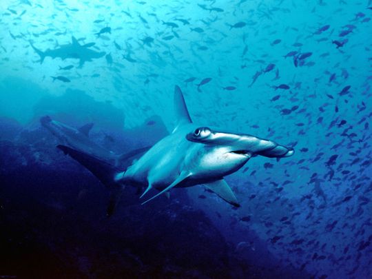 10 Sharks that live in the Arabian Gulf | Uae – Gulf News