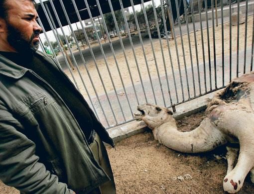 Israeli troops shot and killed zoo animals | Mena – Gulf News