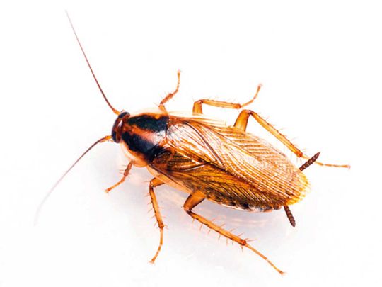 190712 German cockroach