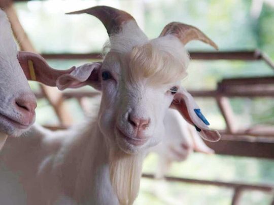 Cute goat with floppy ears and long silky hair peering at the camera with  open mouth in a close up head shot Stock Photo - Alamy