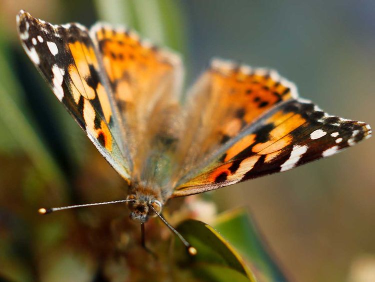 Millions of Painted Lady butterflies expected to start ...