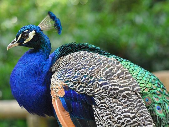 Man lynched for ‘stealing peacocks’