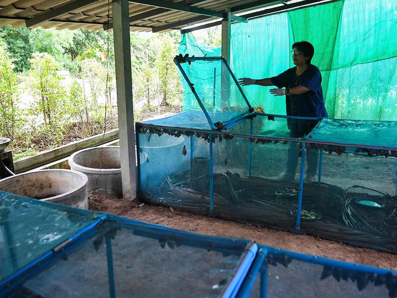 Thai farmers on the cash trail with snail slime | Asia – Gulf News