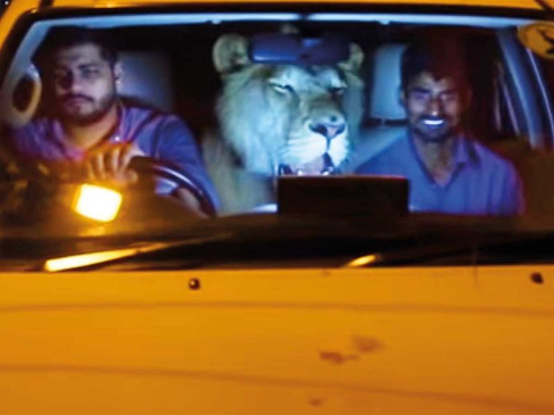 An owner with his pet lion in a car