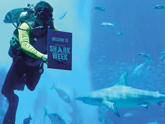 Diver hold the Shark Week sign at The Lost Chambers Aquarium