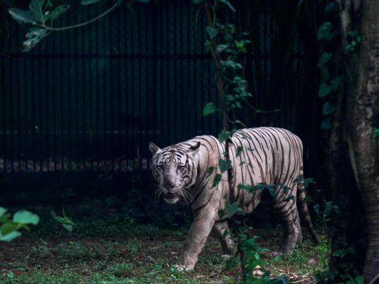 India_Tiger_Count_30654