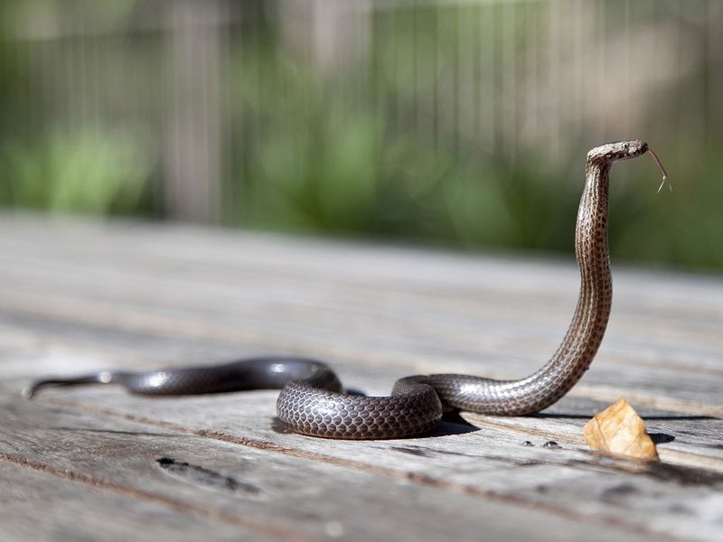 animal-1836120_1920 A cobra venomous poisonous snake
