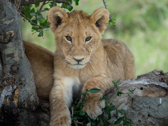 Lion King Revives Interest In Real Lions In Kenya Travel Gulf
