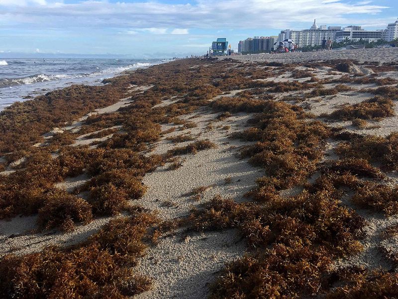Mexico to Florida beaches drenched in seaweed Americas Gulf News