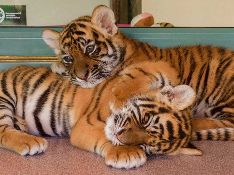 Austria: 2 tiger cubs found in bathtub at apartment | Europe – Gulf News