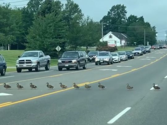 Ducklings try to cross a road in Maine, US