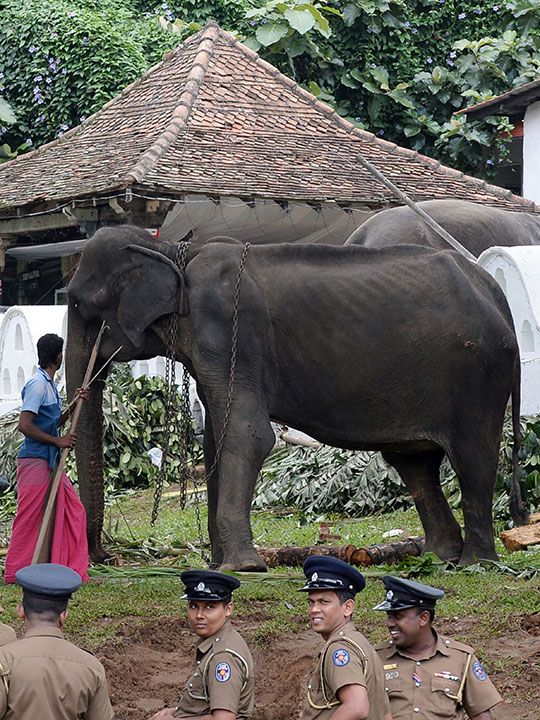 Sri Lankan elephant Tikiri