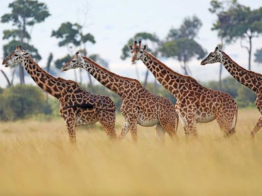 190816 giraffes