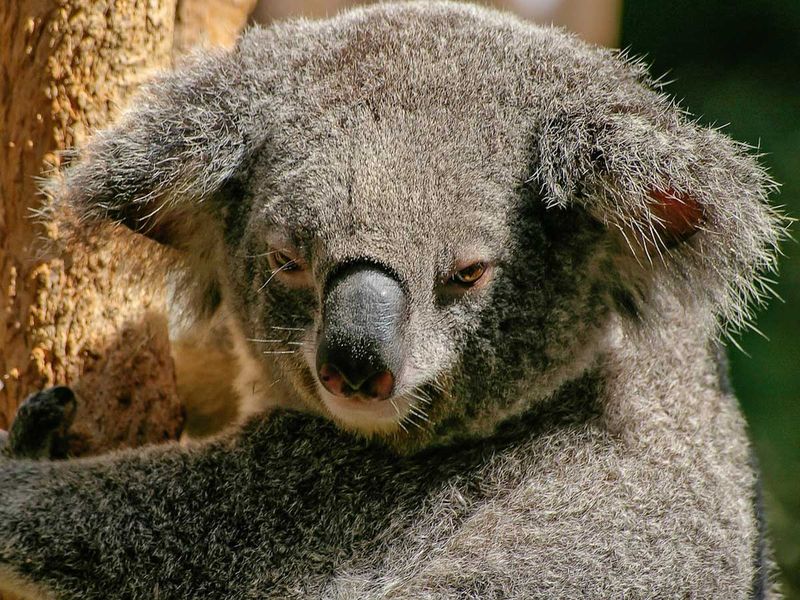 190821 koala