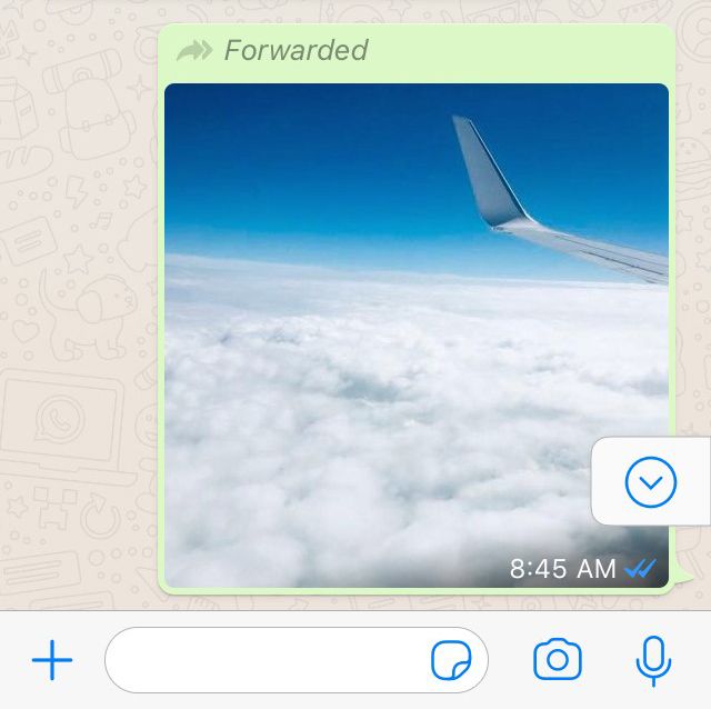 WhatsApp Forwarding Info