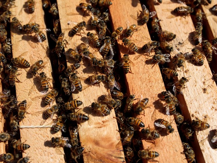 Why are bees dropping dead in Brazil? | Americas – Gulf News