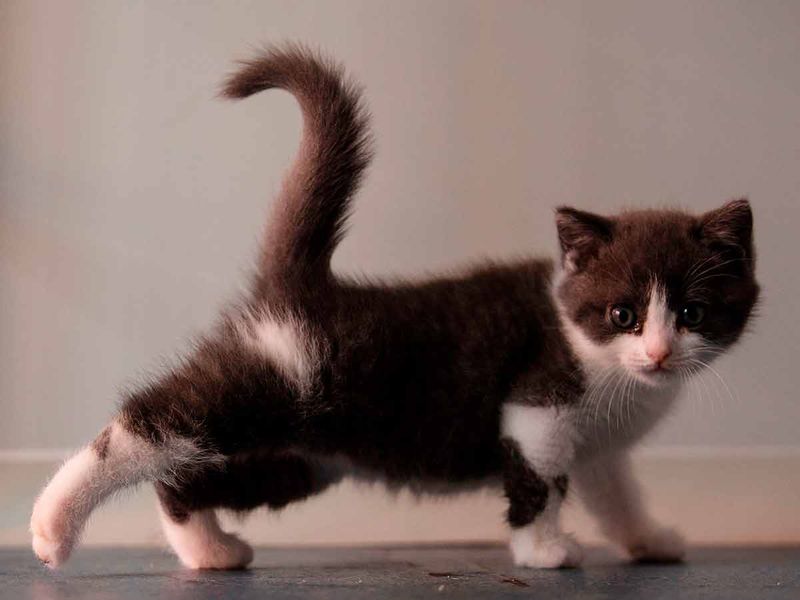 China's first cloned kitten called Garlic 20190905