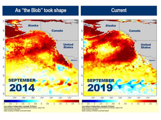A giant mass of warm water off the Pacific Coast could rival 'the blob' of 2014-15 - Gulf News