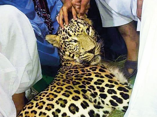 This leopard was hunted down and killed by locals of Darra Adam Khel in Khyber-Pakhtunkhwa on Wednesday for attacking farm animals.