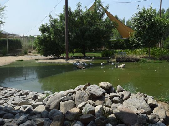 Sharjah’s Wasit Wetland Centre Wins The Prestigious Aga Khan Award For ...