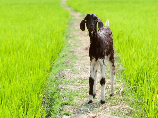 Goat in field