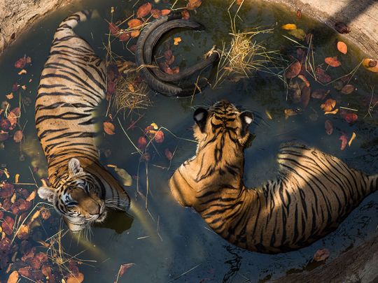 Thai temple tigers