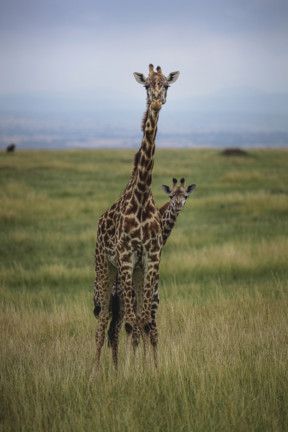 TOD Giraffe and baby 1-1568812573811