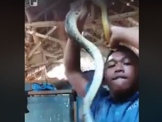 Watch: Man Plays With Snake On Camera, Gets Bitten On Forehead ...