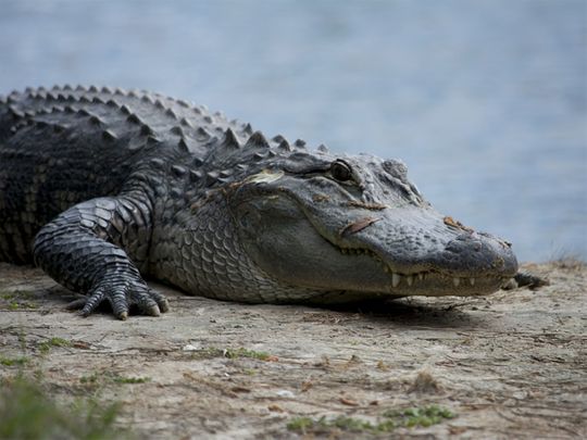 crocodile skin city