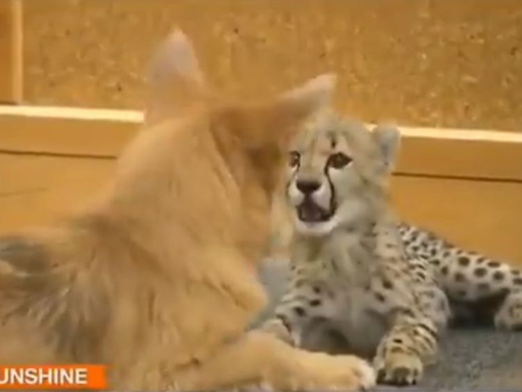 Video: Rescue dog and cheetah cub find special bond at US zoo | Americas –  Gulf News