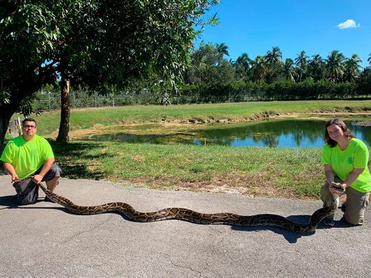World's biggest python