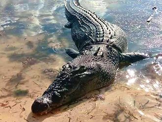 Crocodile eats pet dogs, ends up in soup