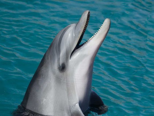 Dolphin generic