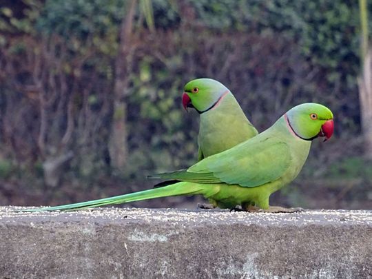 India: Magistrate asks 13 parrots, 'where were you being taken?' after ...