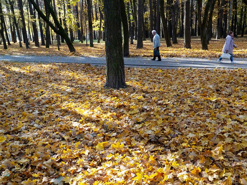 Autumn colours are seen on foliage in Minsk, Belarus