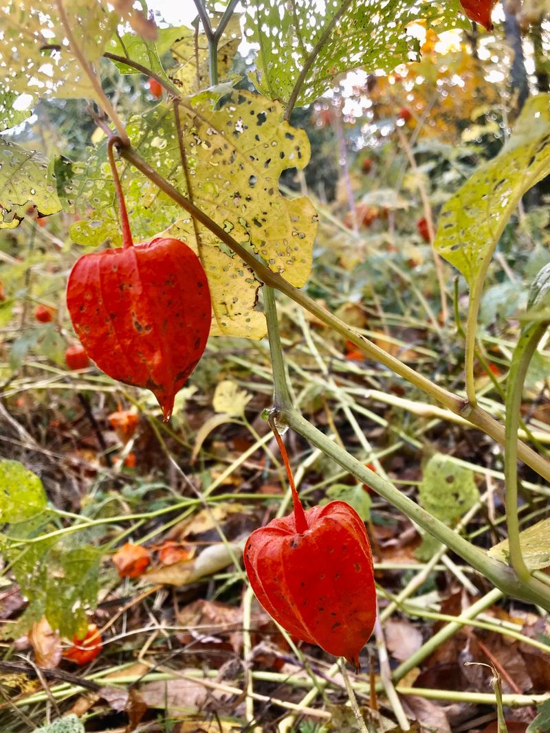 Gooseberry in its autumn 10101