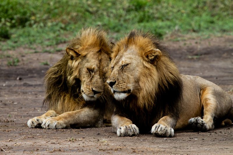 Lion in Tanzania2-1572443907957