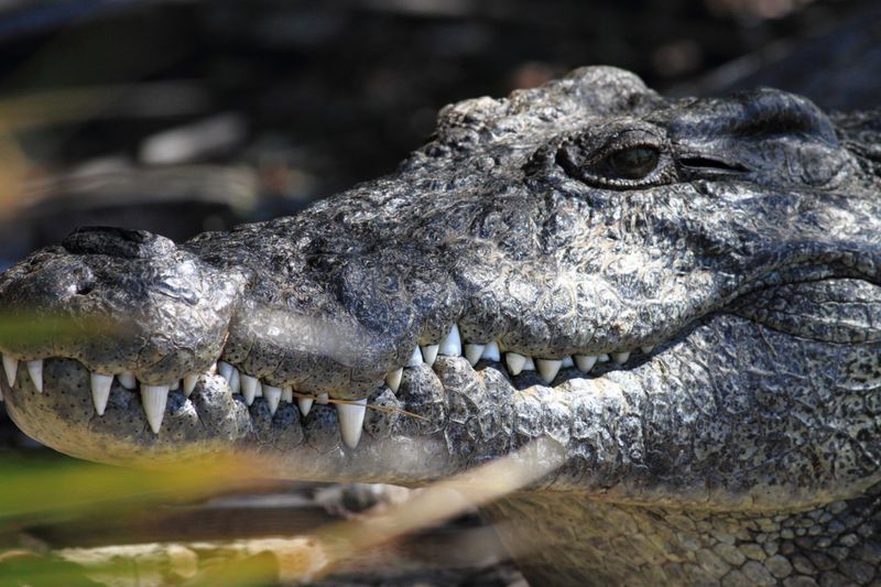 resting crocodile-1572443864893