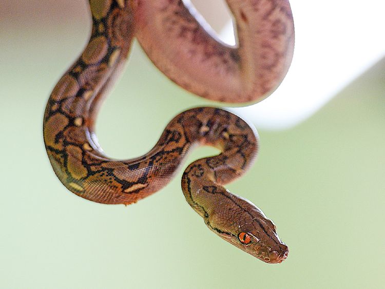 Memphis 'snake factory' transplants slither into their new home in  Louisiana